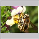 Anthidium manicatum - Grosse Wollbiene 03 Paarung - Garten.jpg